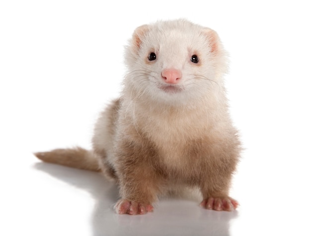 Ferret - Mustela putoriusfuro op een geïsoleerd wit