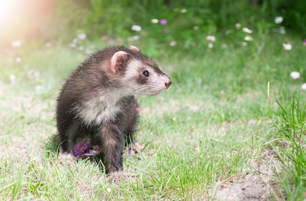 Photo ferret in nature