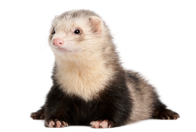 Ferret op wit geïsoleerd