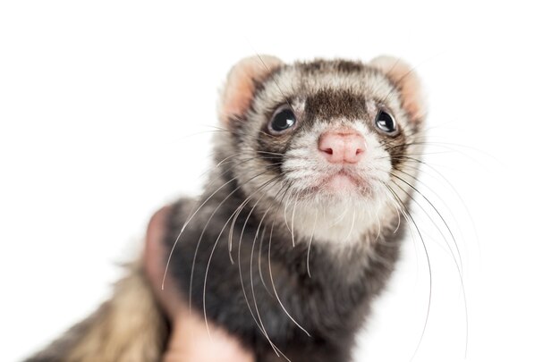 Ferret op witte achtergrond