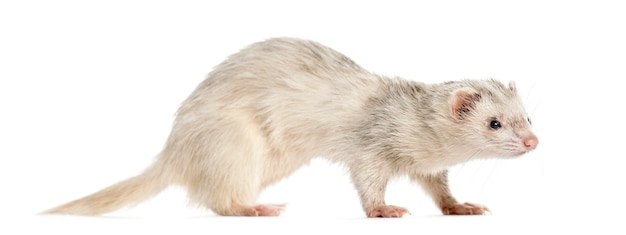 Ferret op witte achtergrond