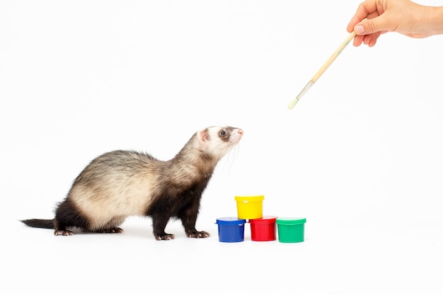 Ferret play isolated on a white background