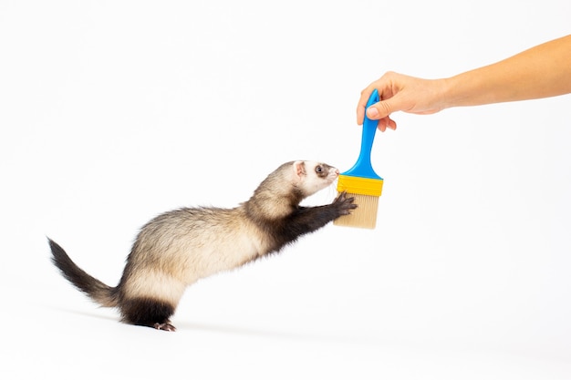 Ferret play with brush in front of a white background