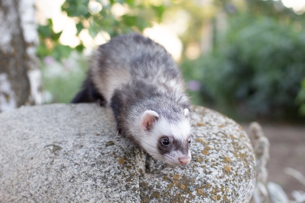 Photo ferret playing on big stone in garden