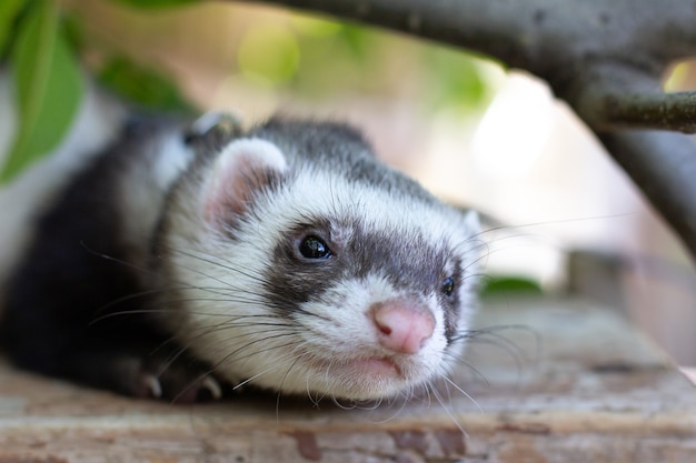 Photo ferret playing in hollow tree stump trunk garden