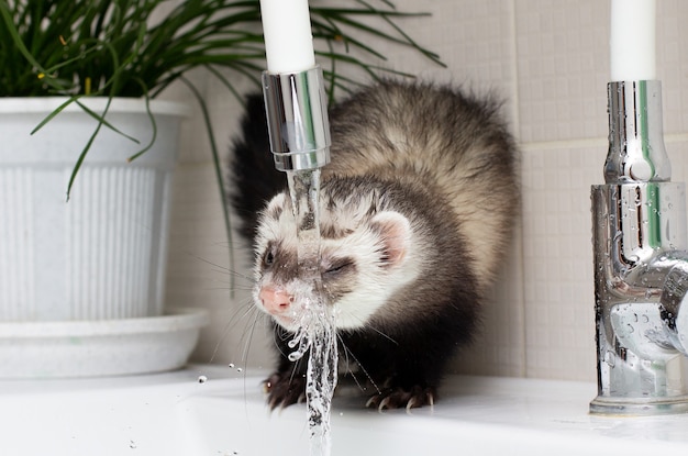 Photo ferret (polecat) wash and drink water in the bathroom