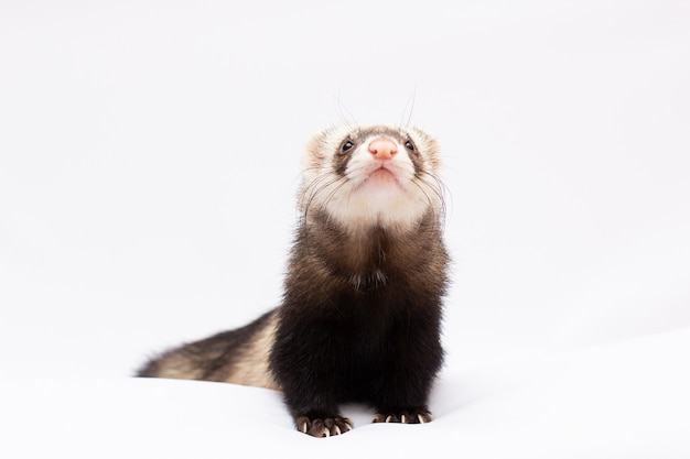 Ferret sits on a white surface