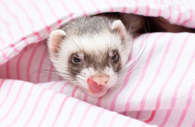 The ferret sleeps on the bed