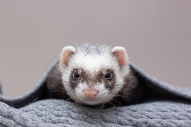 The ferret sleeps on the bed