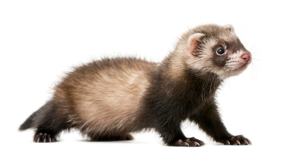 Ferret standing in front of a white background