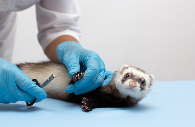 Ferret in vet clinic scissors for claws for pets such as dogs\
and cats or ferrets isolated on white