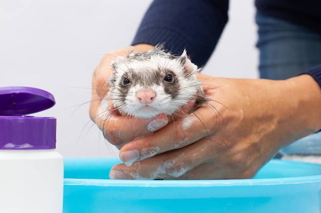 Ferret wash clean cute ferret