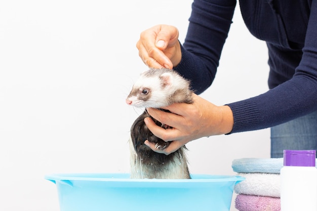 Ferret wash in water on a white background