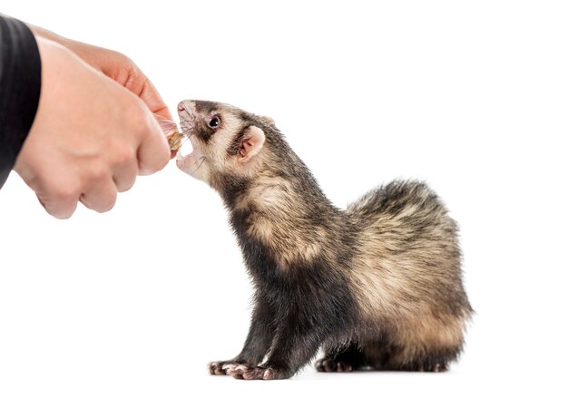 Ferret on white background