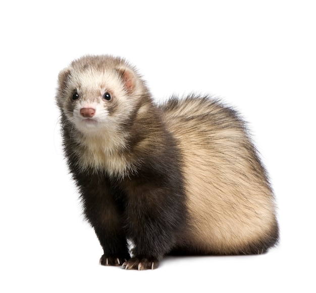 Ferret on a white isolated