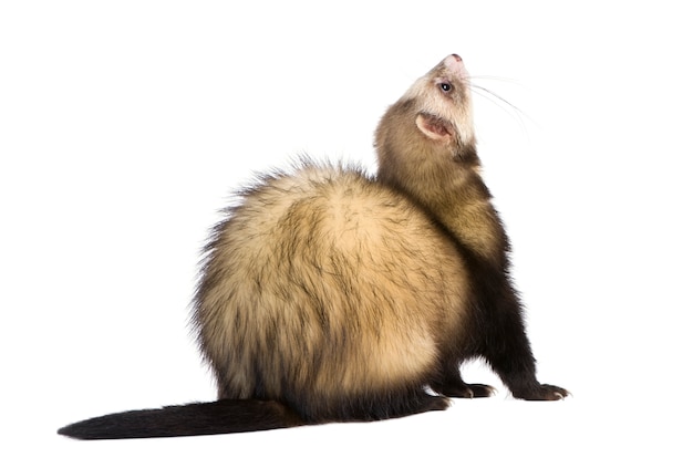 Ferret on a white isolated