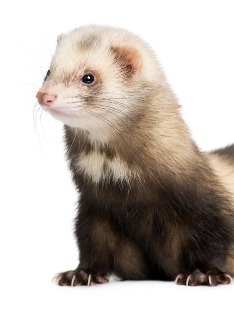 Ferret on a white isolated