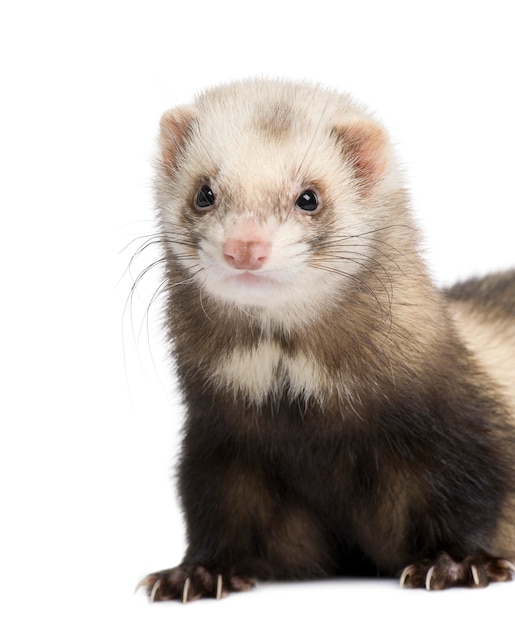 Ferret on a white isolated