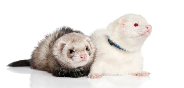 Ferret on a white isolated