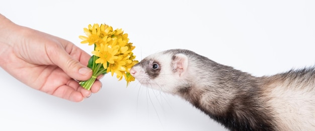 Ferret and yellow flower on white background