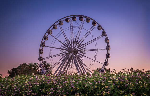 写真 日没時の観覧車と花壇の前