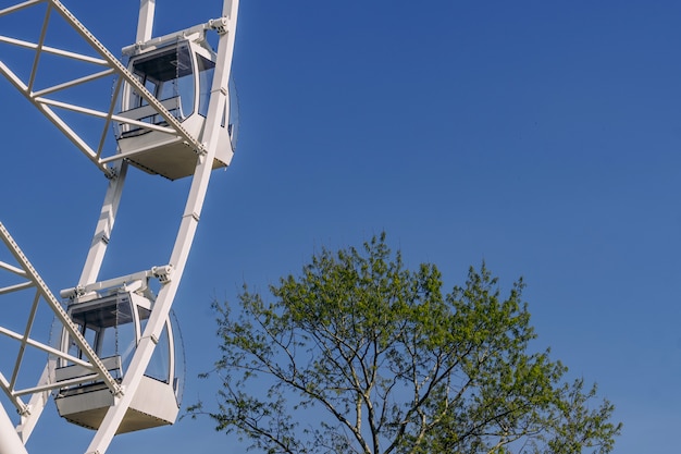 Photo ferris wheel and tree with green leaves