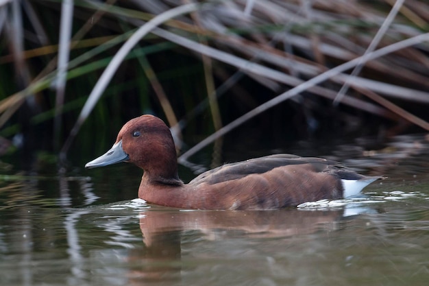 ferruginous 오리 Aythya nyroca 말라가 스페인