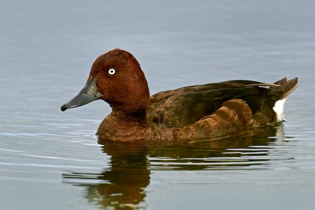 Ferruginous 오리 Aythya nyroca