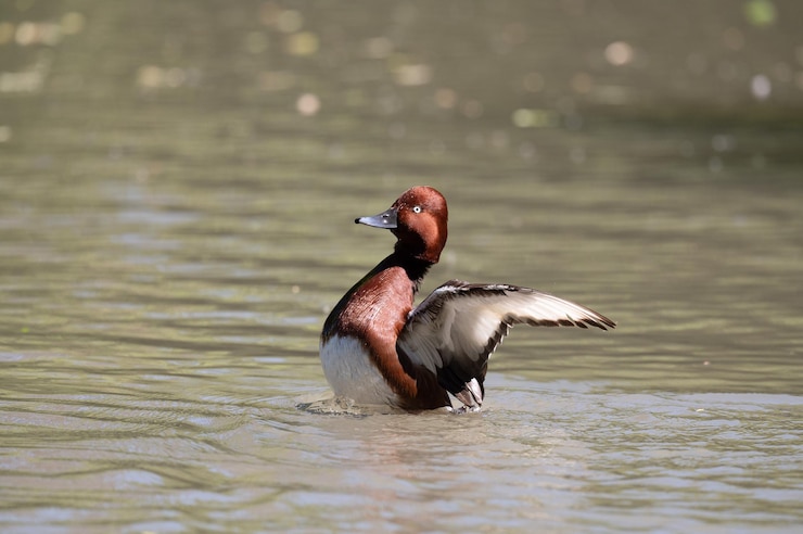 Photo ferruginous duck on a pond