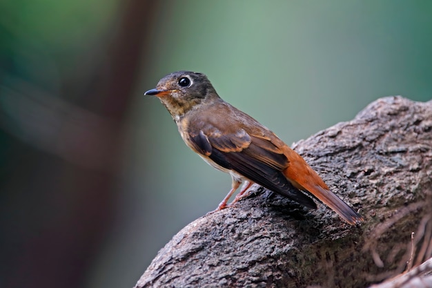 Uccelli di muscicapa della pigliamosche ferruginosa della tailandia