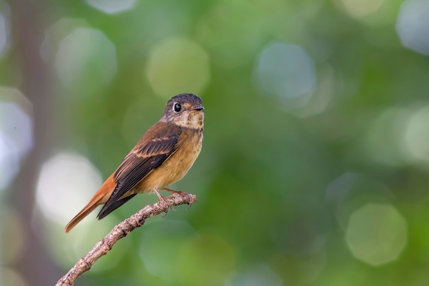 Foto flycatcher ferruginoso muscicapa ferruginea bellissimi uccelli della thailandia