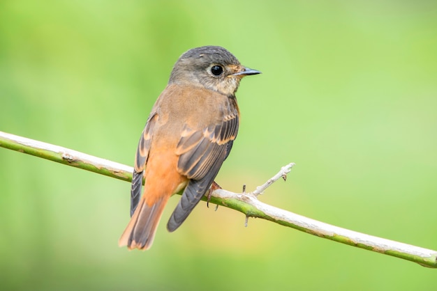 Pigliamosche ferruginoso (muscicapa ferruginea)