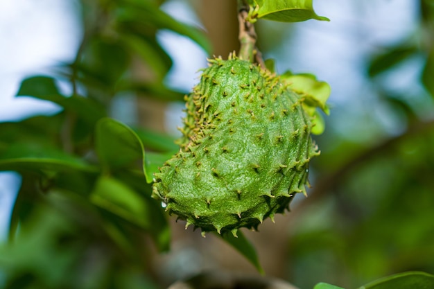 A fertile soursop tree with green leaves and fruit that begins to grow