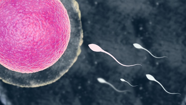 Foto sperma dell'uovo di fecondazione