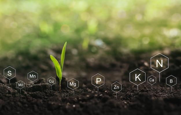 Fecondazione e ruolo dei nutrienti nella vita vegetale. suolo con icona di nutrienti minerali digitali.