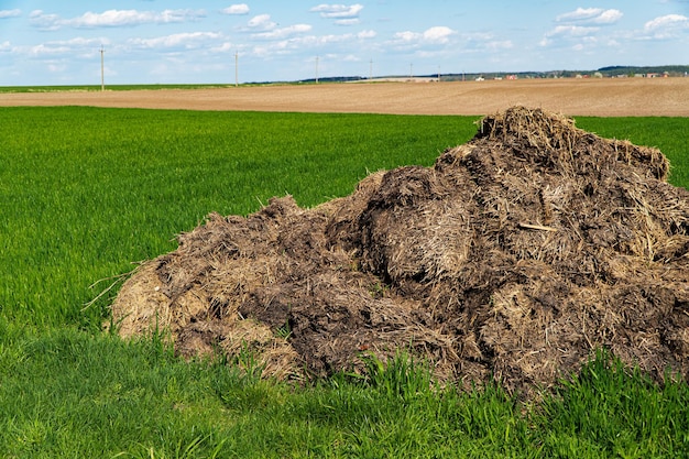 Fertilizer from cow manure and straw Heap of manure on the field to fertilize