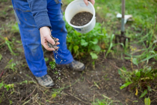 Fertilizing the garden by bio granular fertilizer for better conditions of garden