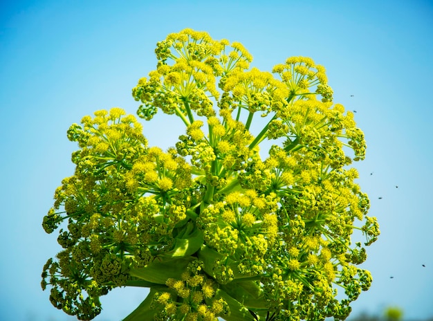 空を背景にフェルラ植物