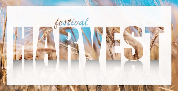 Festival harvest text on white banner against background of wheat.