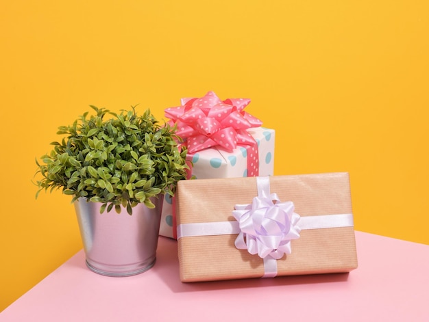 Festive atmosphere gifts and green plant Birthday surprise and holiday mood