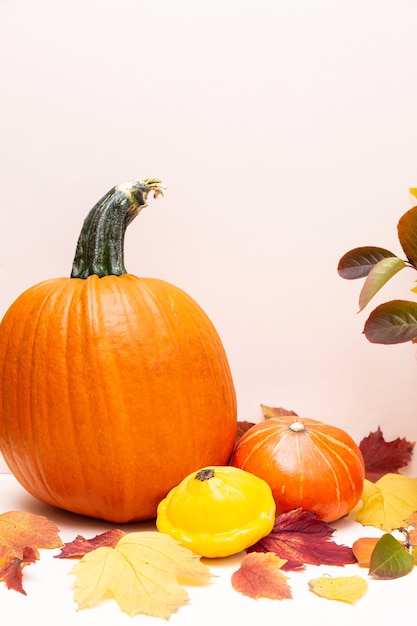 Festive composition of colored autumn leaves, pumpkins and squash on a light background