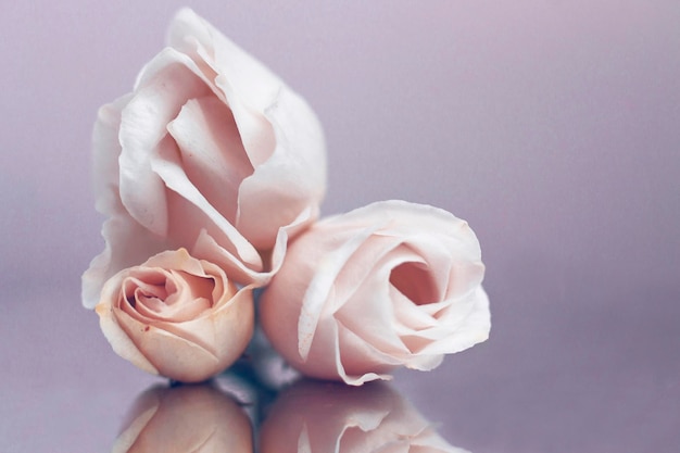 Праздничная композиция из нежных цветов чайной розы.