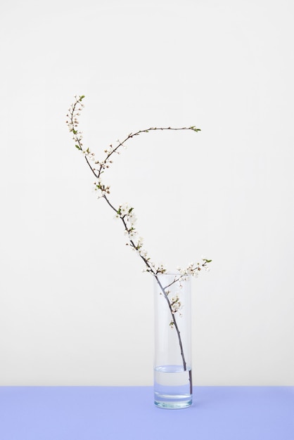 Festive holiday postcard with fresh natural cherry branch in blossom in a glass vase