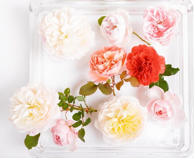 Festive pink flower English rose composition on the white background