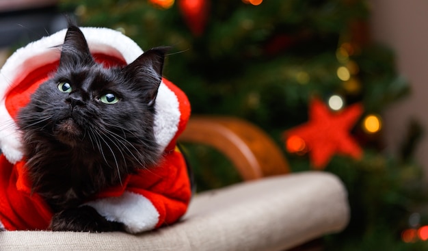 Festive portrait of black cat in Santa Claus costume on armchair with Christmas tree