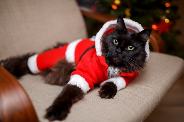 Festive portrait of black cat in Santa Claus costume on armchair with Christmas tree