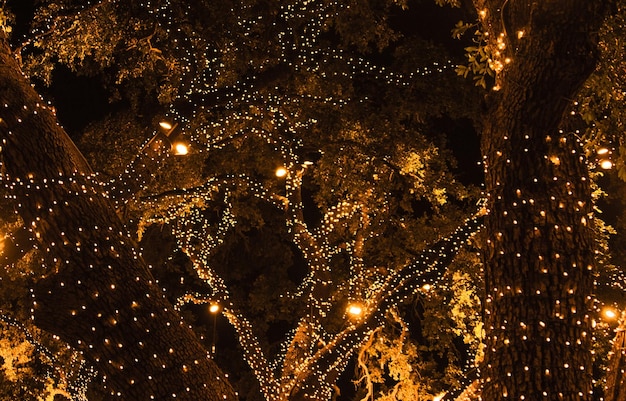 Photo festive tree lights