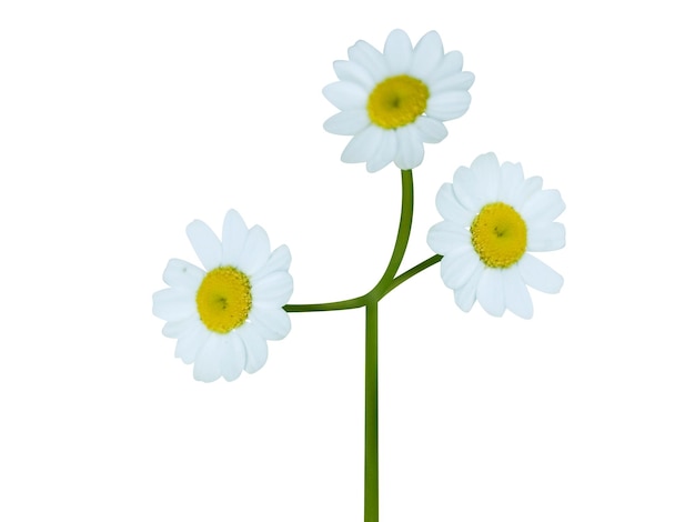 Photo feverfew tanacetum parthenium or adreminte has been used in traditional medicine for various disea