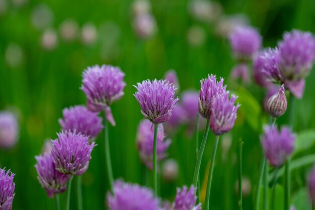 夏の庭に咲くネギの花のいくつかのボール