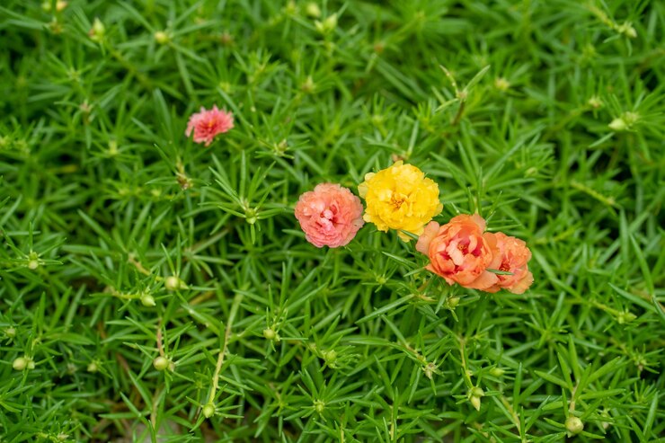 緑の植物にいくつかの花が咲いています。